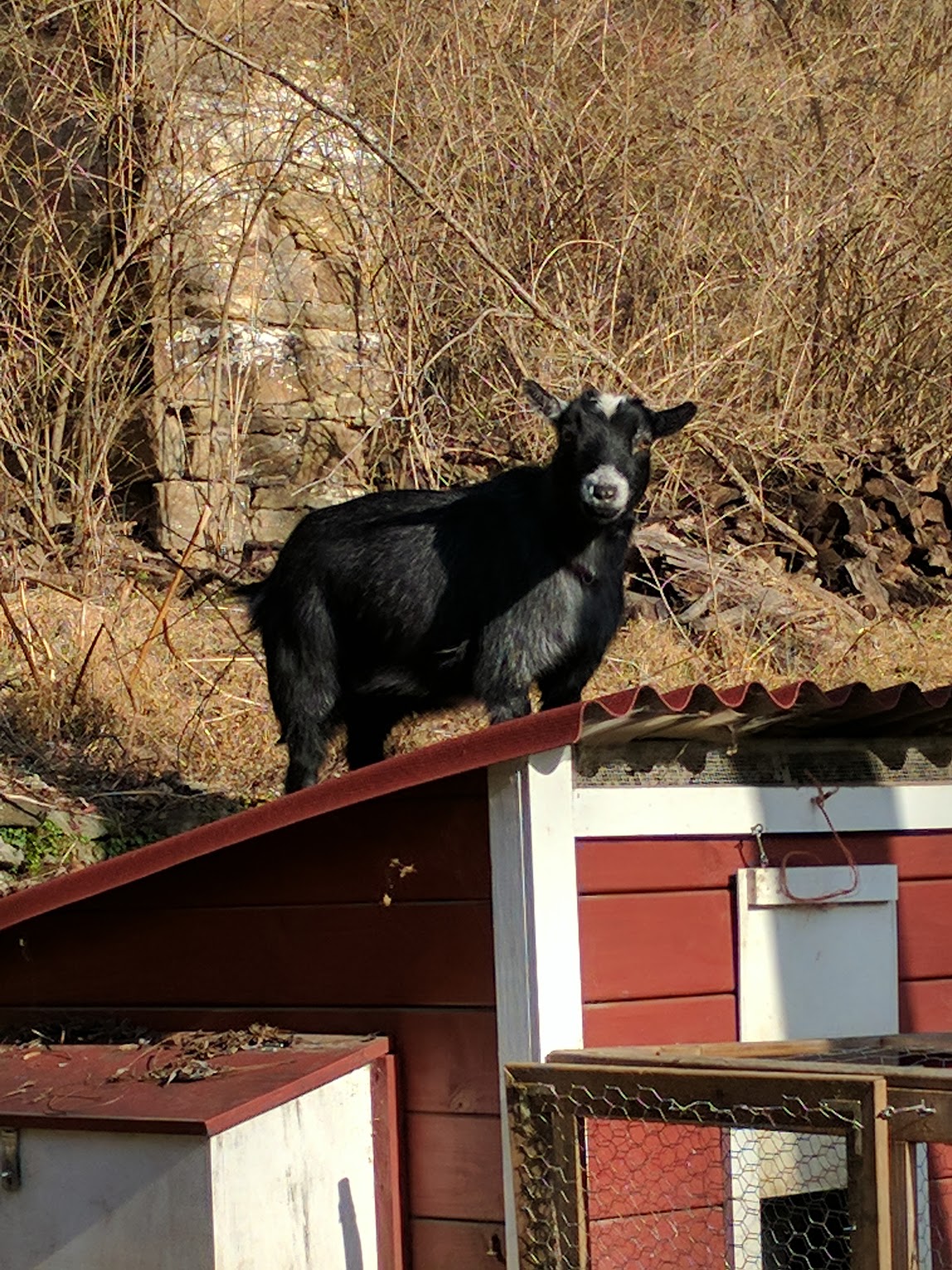 Image of goats