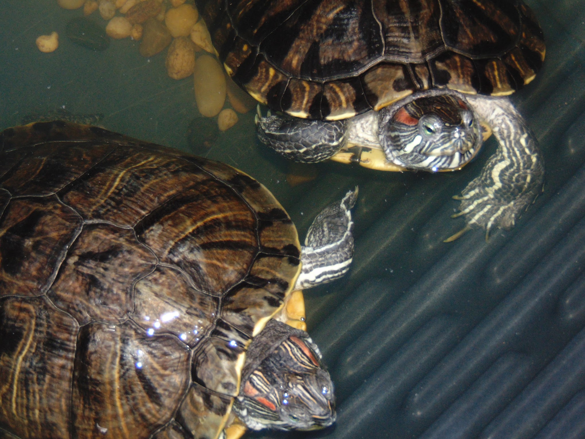 Image of turtles