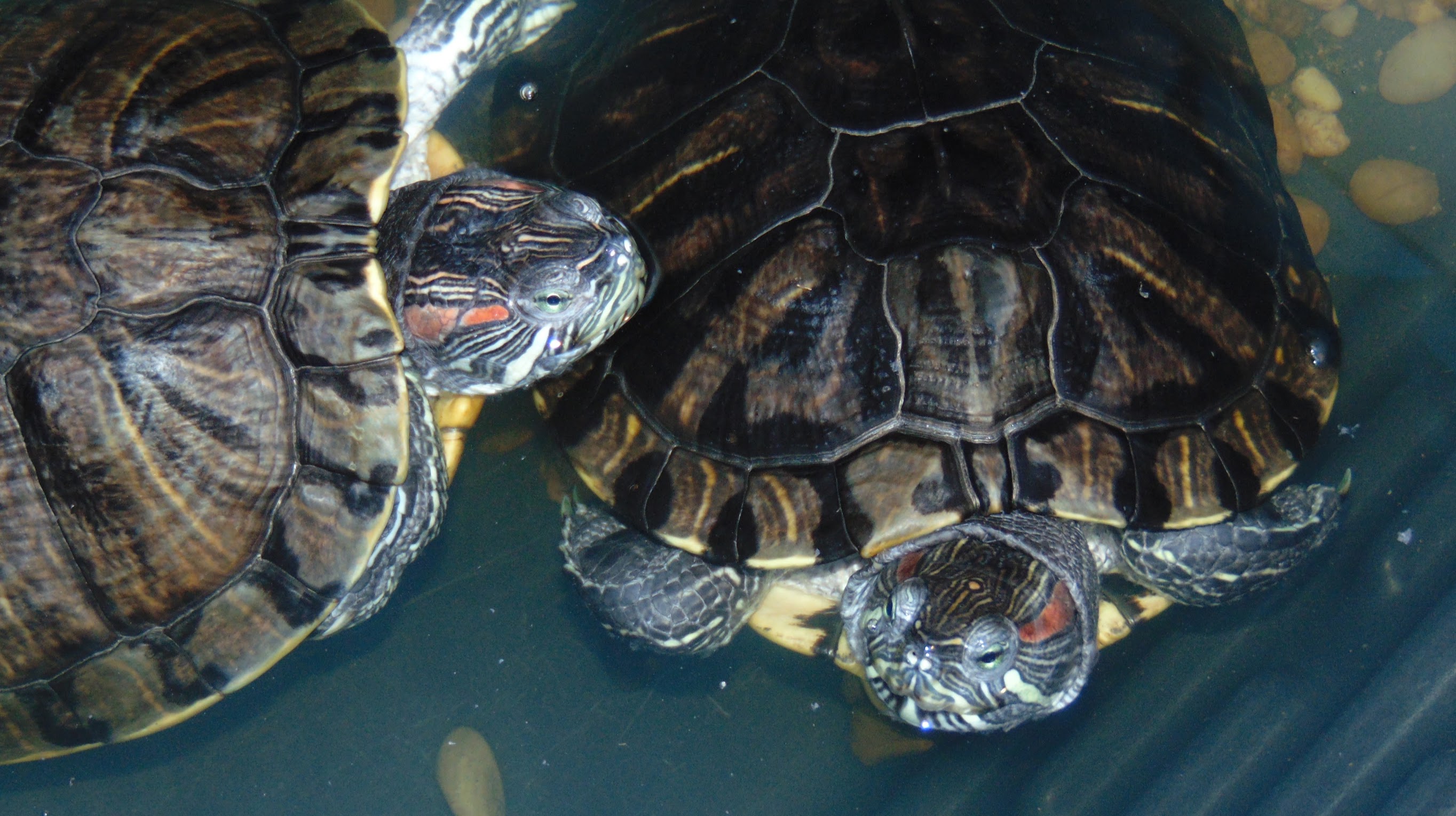 Image of turtles